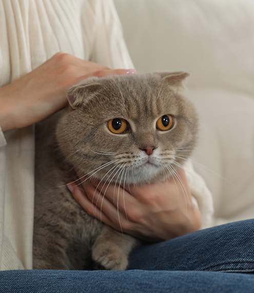 taurina gatos para qué sirve